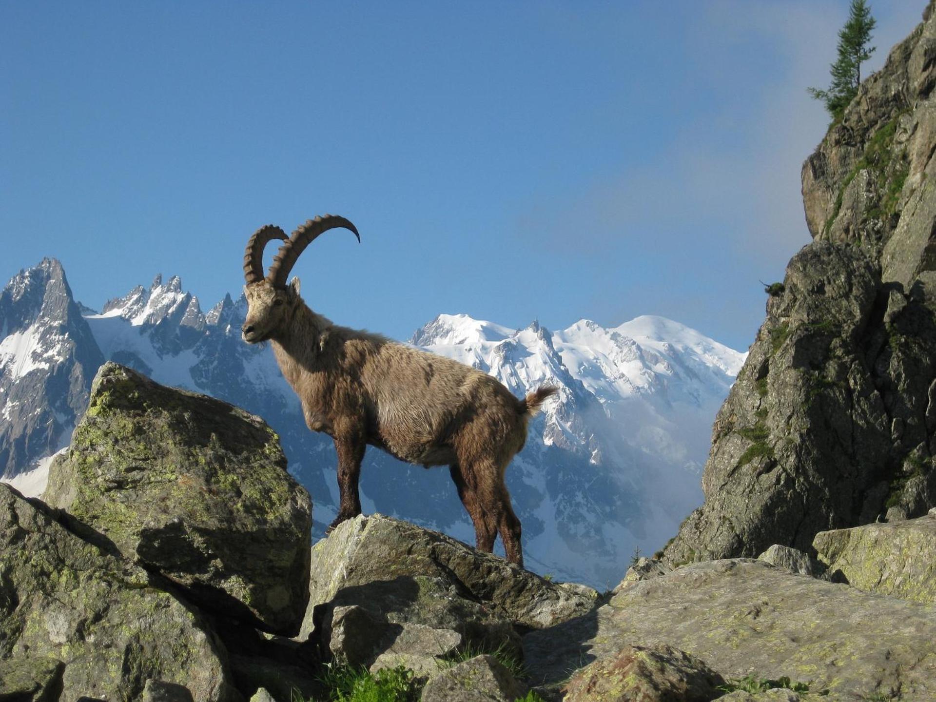 Viachamonix I Confort & Nature, Skis Aux Pieds Vallorcine Exterior foto